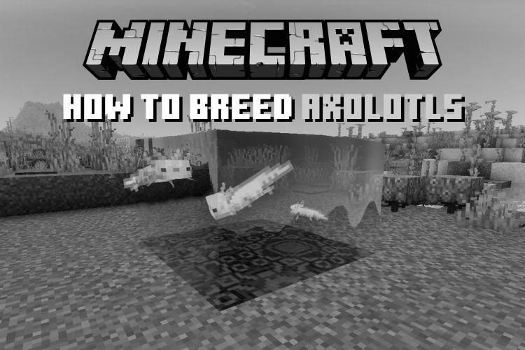How to Tame Axolotls in Minecraft image 3