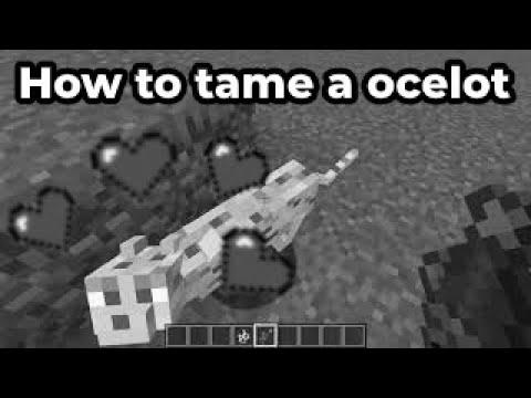 How to Tame Ocelots in Minecraft photo 1